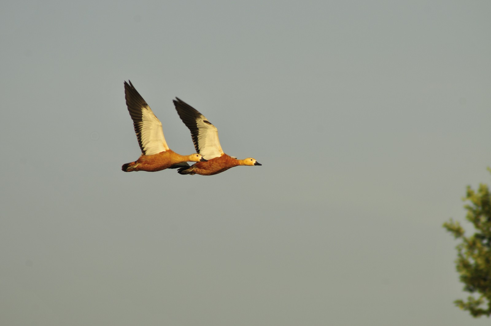 Casarche in volo SINCRONIZZATO